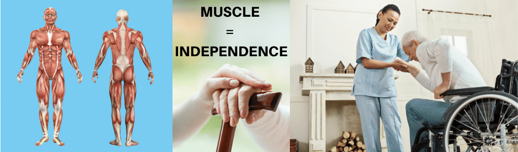 Muscle and independence in older adults