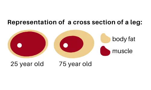 cross section of a leg representing sarcopenia