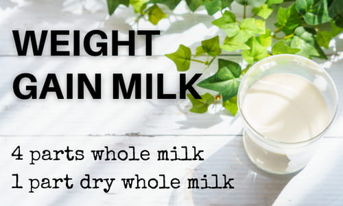 Weight Gain Milk Recipe