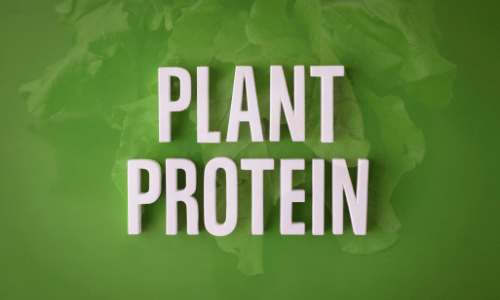 Whey Protein vs Plant Protein
