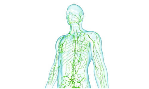 Lymphatic System