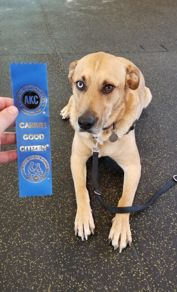 Service Dogs for Seniors The Geriatric Dietitian