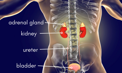 Kidney Diagram.